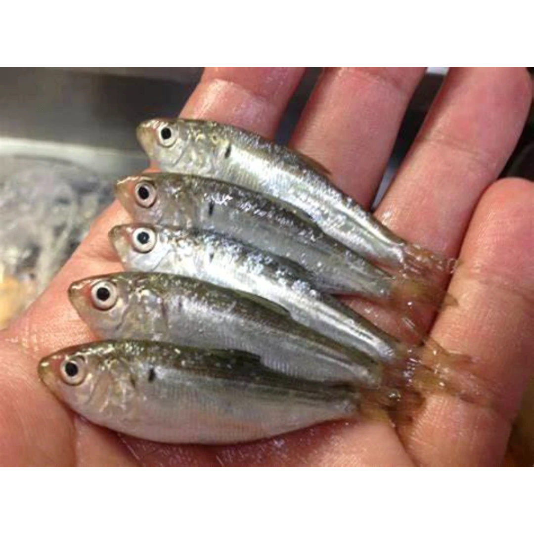 GSK1 SHINKO Konosirus punctatusFRESH WILD DOTTED GIZZARD SHAD.png