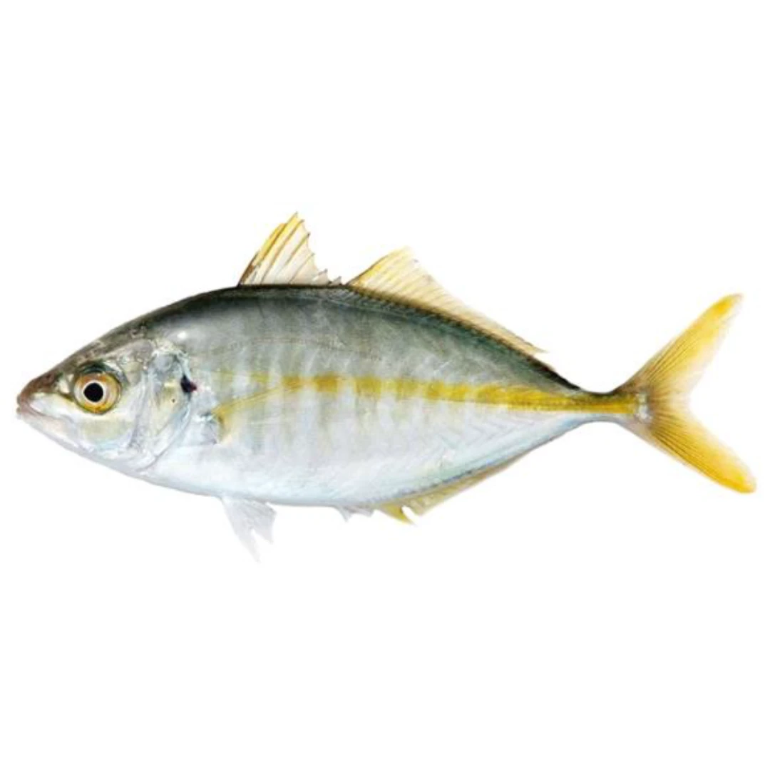 GSK1 SHIMAAJI   Pseudocaranx dentex,FRESH FARMED STRIPED JACK.png