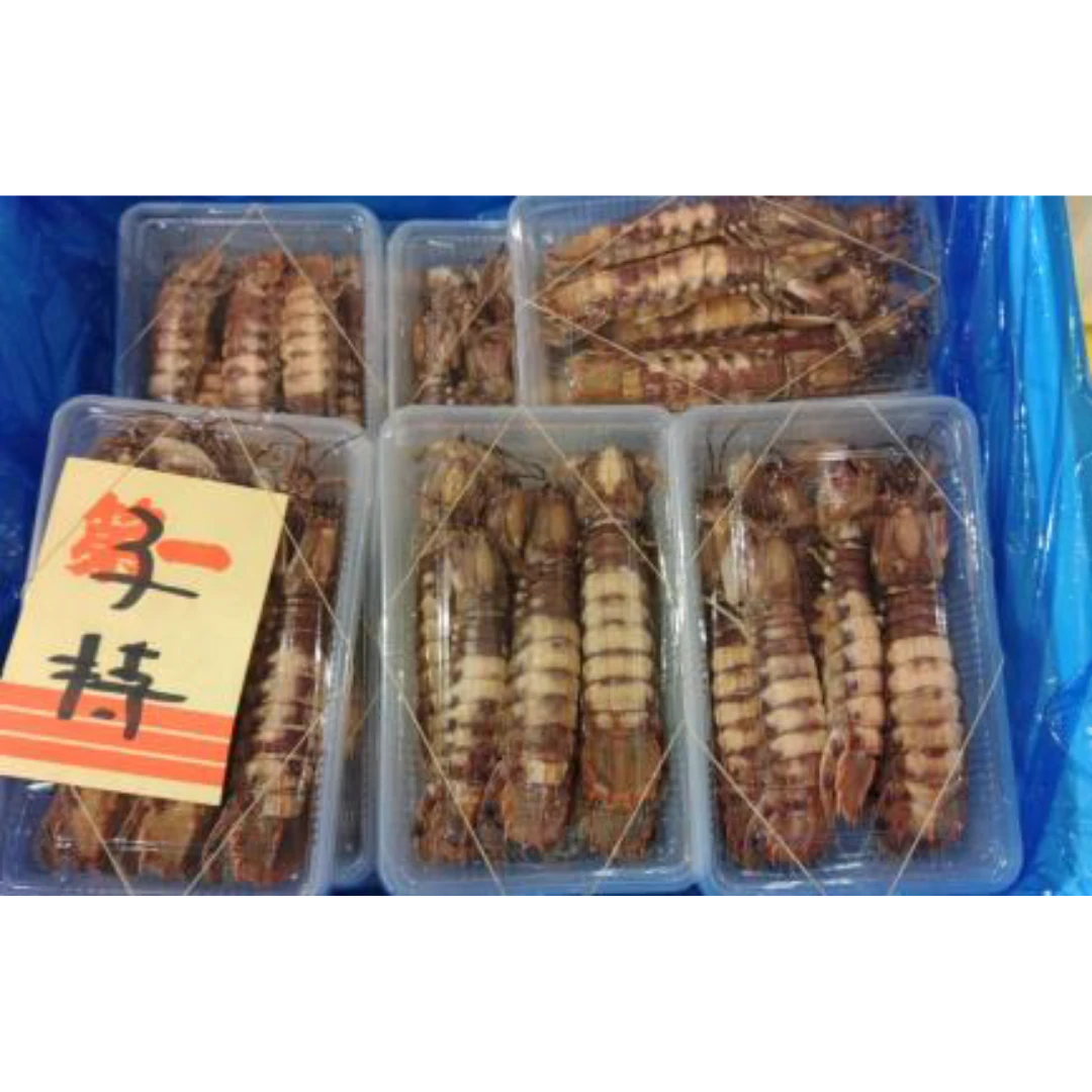 GSK1 SHAKO  Oratosquilla oratoriaFRESH WILD MANTIS SHRIMP.png