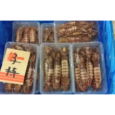 GSK1 SHAKO  Oratosquilla oratoriaFRESH WILD MANTIS SHRIMP.png