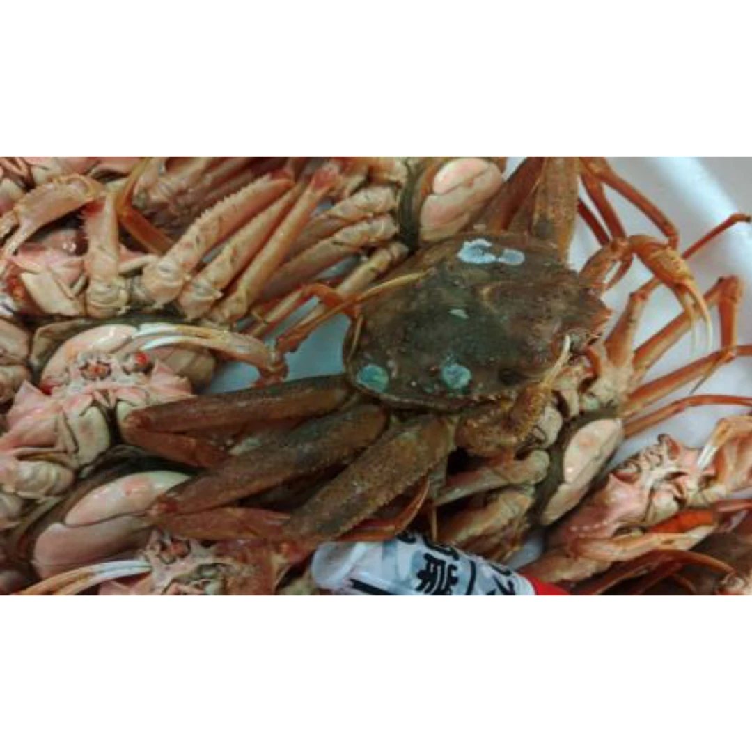GSK1 SEKO GANI    Chionoecetes opilioFRESH WILD SNOW CRAB.png