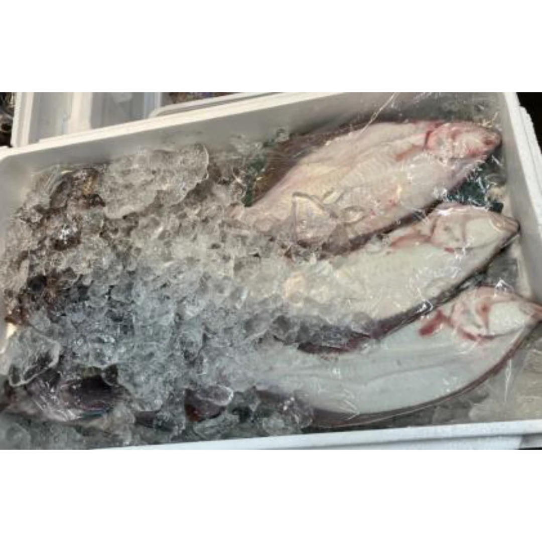 GSK1 TENNEN HIRAME   Paralichthys OlivaceusFRESH WILD FLOUNDER.png