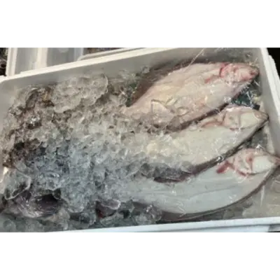 GSK1 TENNEN HIRAME   Paralichthys OlivaceusFRESH WILD FLOUNDER.png