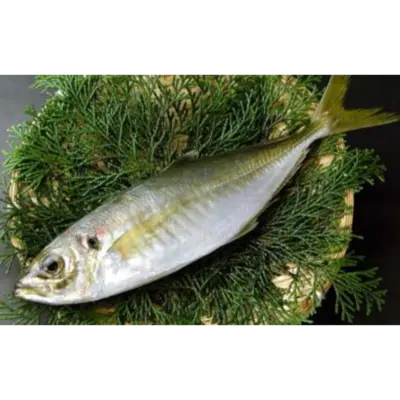 GSK1 TENNEN AJI  Trachurus JaponicusFRESH WILD JACK MACKEREL.png