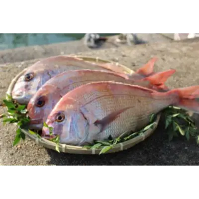 GSK1 TENENMADAI  Pagrus major ,FRESH WILD Red sea-bream.png