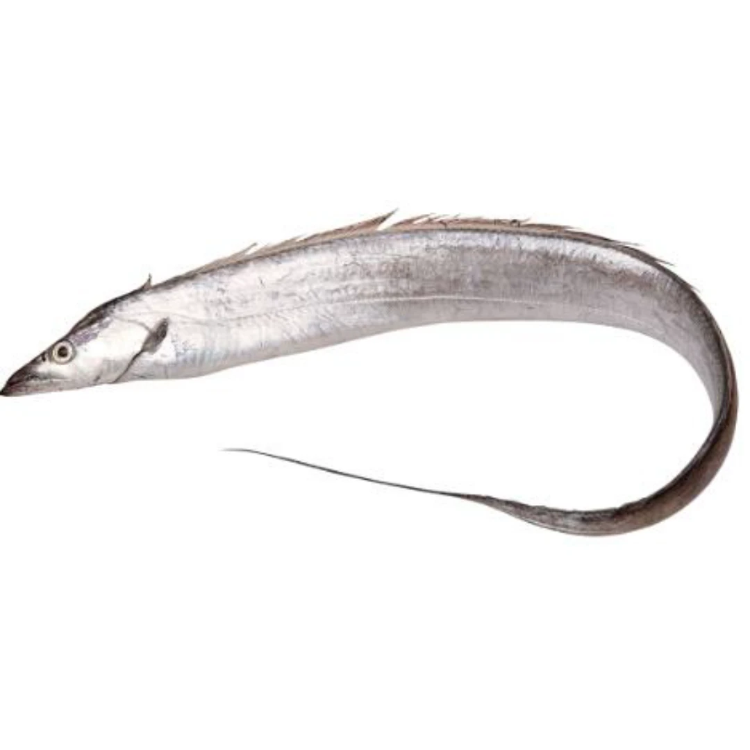 GSK1 TACHIUO   Trichiurus lepturusFRESH WILD LARGEHEAD HAIRTAIL.png