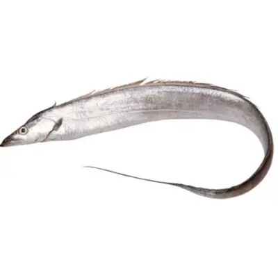 釣り 太刀魚  TSURI Tachiuo WHOLE 2 LB