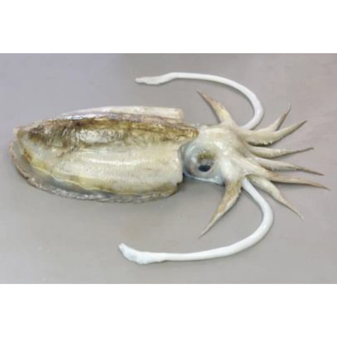 GSK1 SUMIIKA  Sepia esculenta HoyleFRESH WILD CUTTLEFISH.png