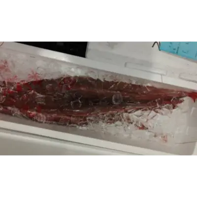 GSK1 YAGARA   Fistularia petimba LacepèdeFRESH WILD RED CORNETFISH.png