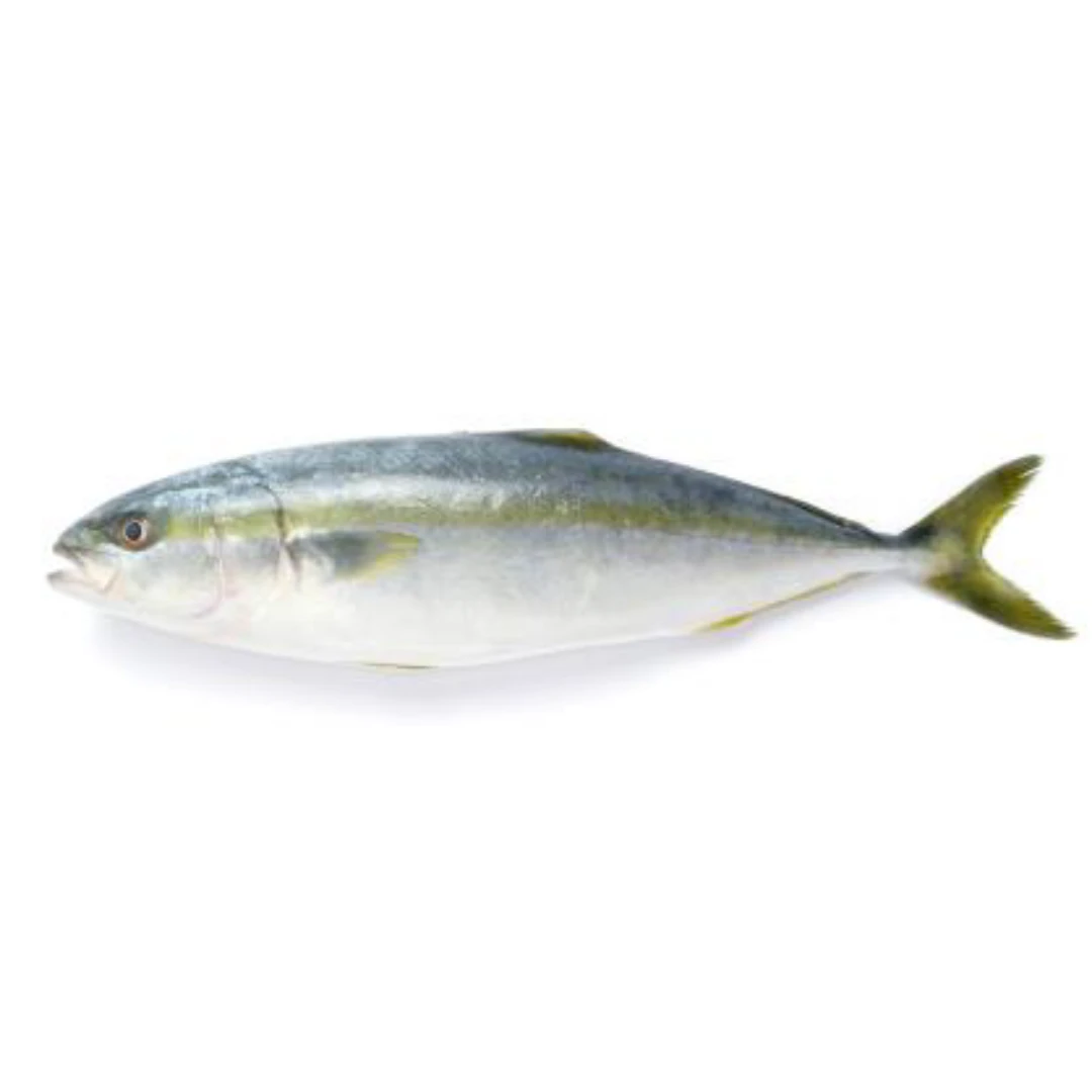 GSK1 WARASA Seriola quinqueradiatataFRESH WILD JAPANESE AMBERJACK.png