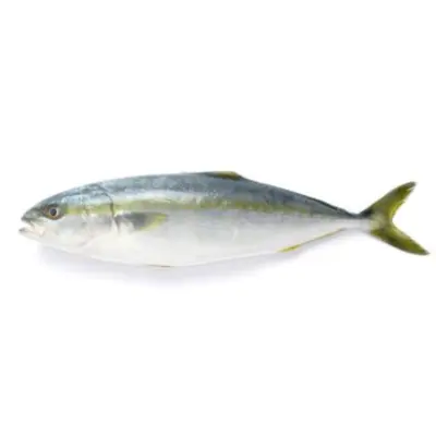 GSK1 WARASA   Seriola quinqueradiatataFRESH WILD JAPANESE AMBERJACK.png