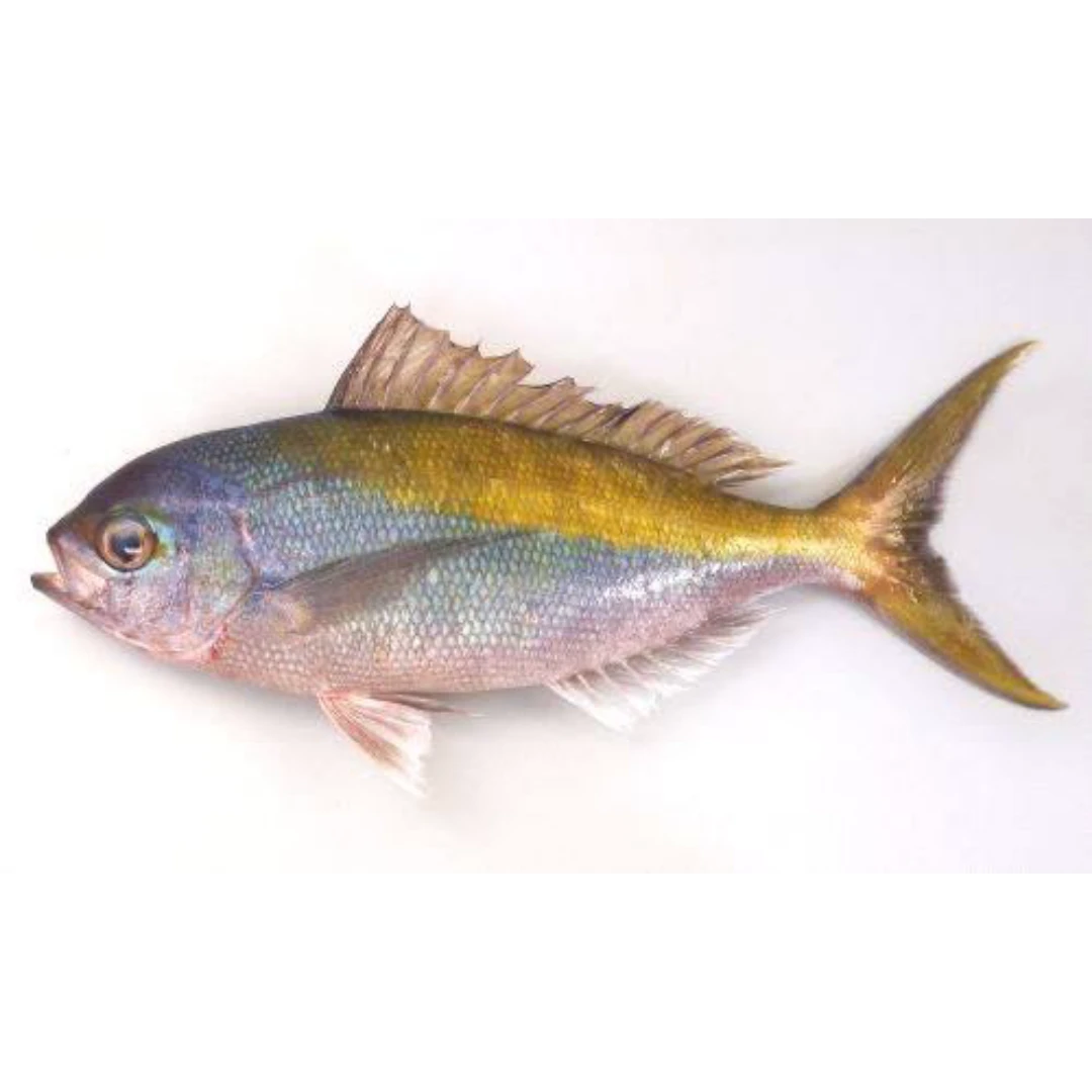 GSK1 UMEIRO   Paracaesio xanthuraFRESH WILD YELLOWTAIL BLUE SNAPPER.png
