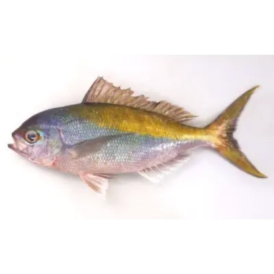 GSK1 UMEIRO   Paracaesio xanthuraFRESH WILD YELLOWTAIL BLUE SNAPPER.png