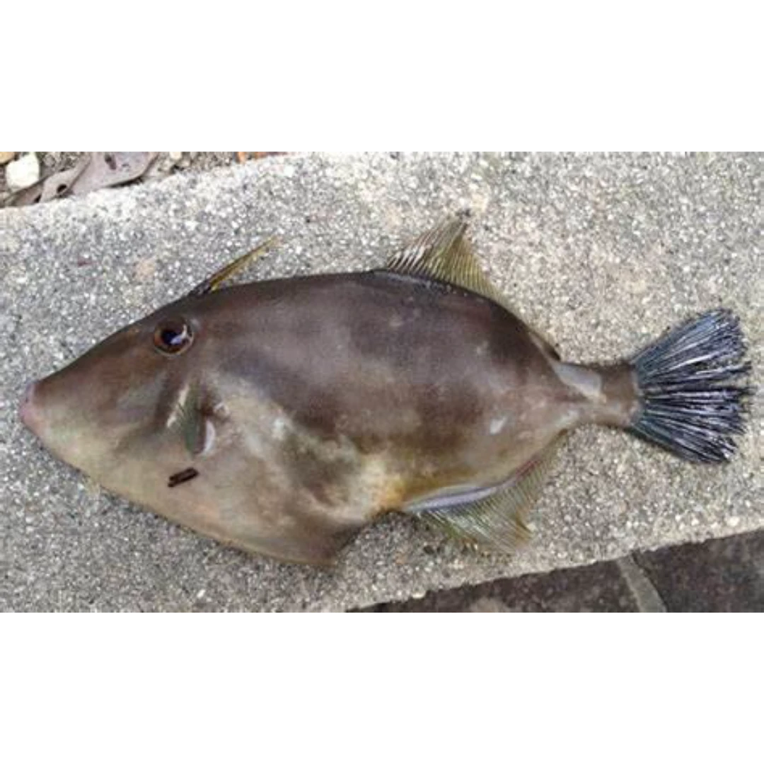 GSK1 UMAZURAHAGI Thamnaconus modestusFRESH WILD FILEFISH.png