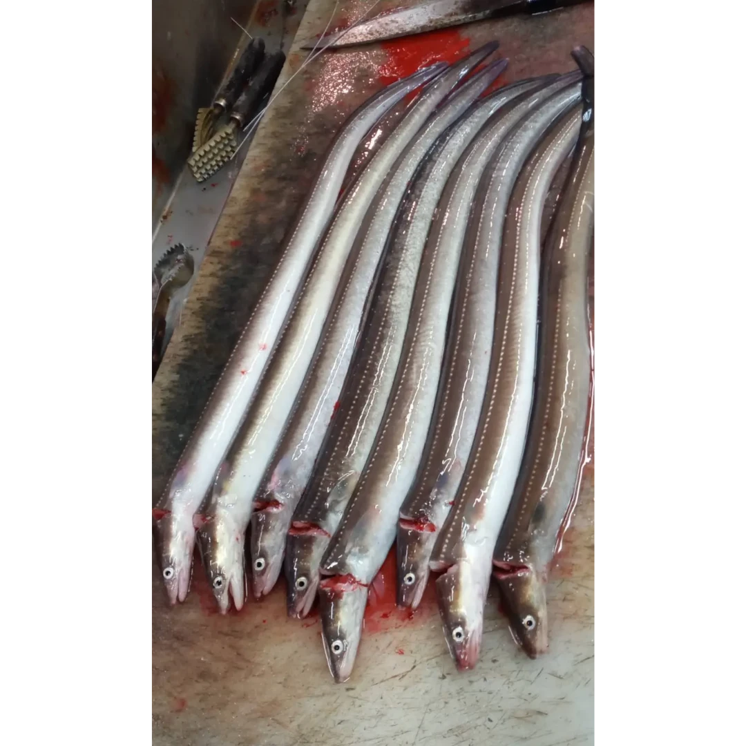 SSF2 Asajime - Anago - Conger Eel - SP.png