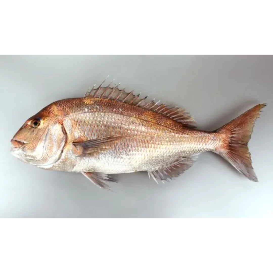 SSF2 Farmed - Madai - Seabream.png