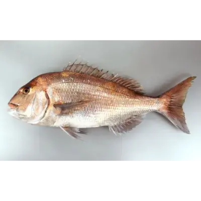 SSF2 Farmed - Madai - Seabream.png