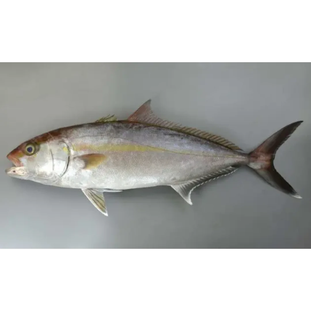 SSF2 Farmed - Kanpachi - Greater Amberjack.png