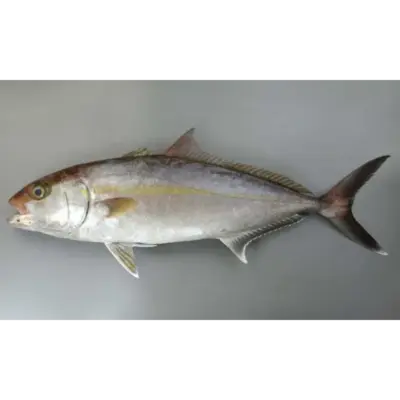 SSF2 Farmed - Kanpachi - Greater Amberjack.png