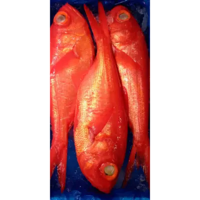 SSF2 Kinmedai - Splendid Alfonsino.png