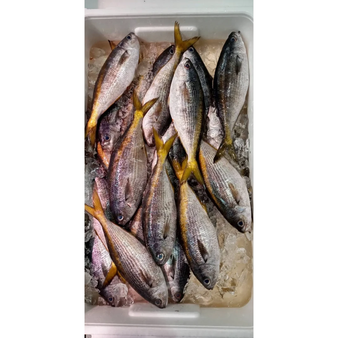 SSF2 Takabe - Yellowstriped Butterfish.png