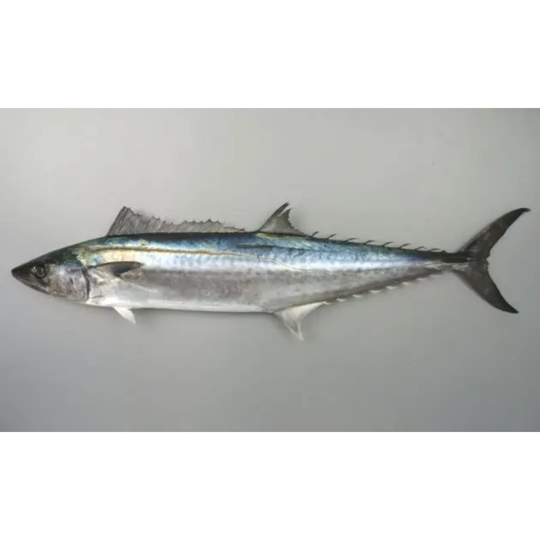 SSF2 Sawara - Japanese Spanish Mackerel.png