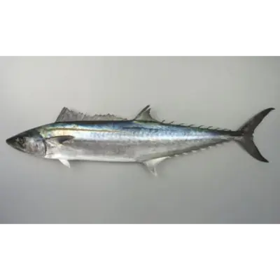 SSF2 Sawara - Japanese Spanish Mackerel.png