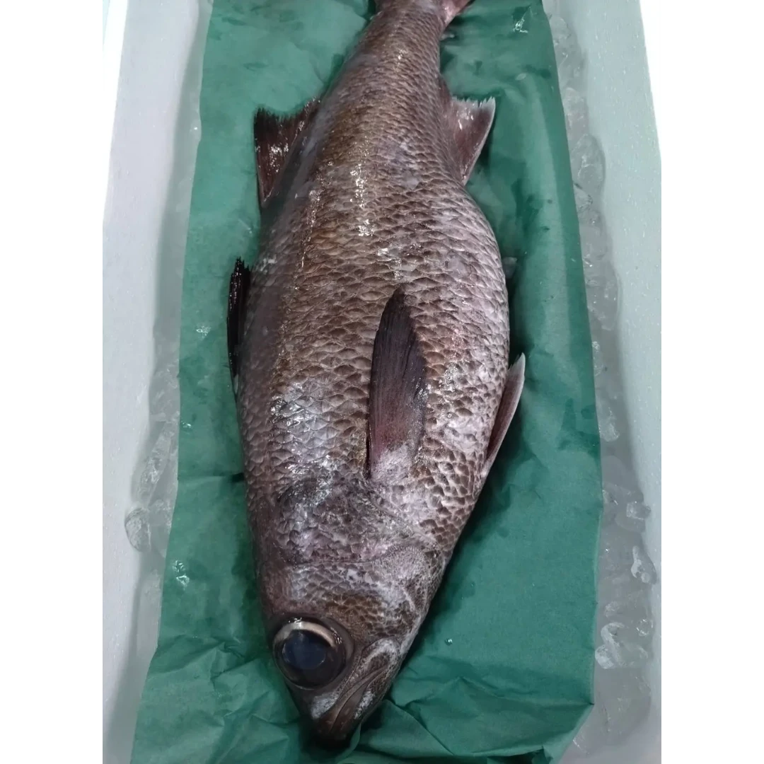 SSF2 Rod caught - Kuromutsu - Japanese Bigeye Bluefish.png