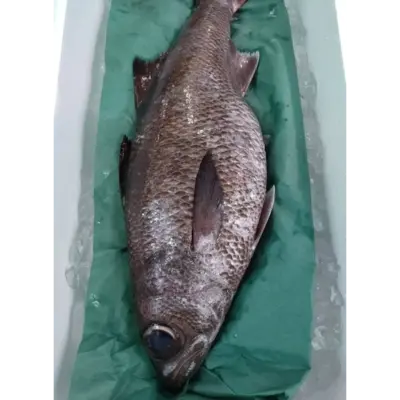 SSF2 Rod caught - Kuromutsu - Japanese Bigeye Bluefish.png