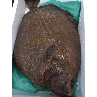 Samegarei - Roughscale Sole.png