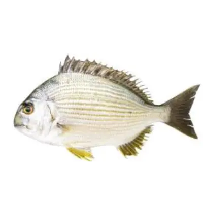 ヘダイ Hedai WHOLE 3.3 LB