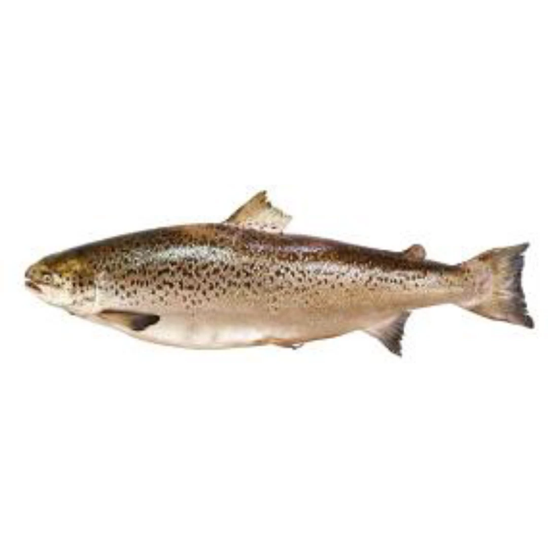 GSK1 FUJI SALMON Oncorhynchus mykiss FRESH FARMED FUJI SALMON.png