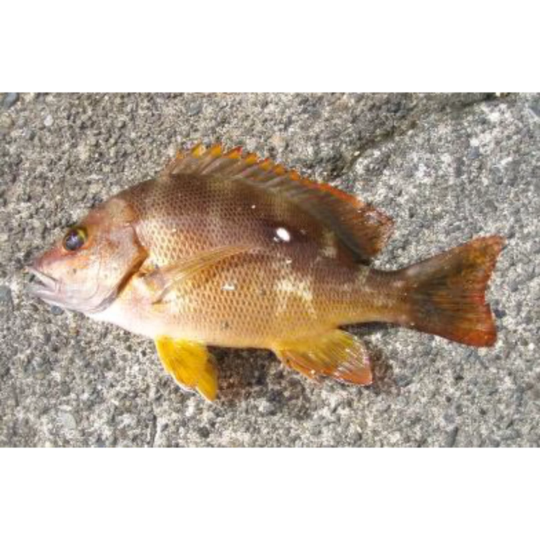 GSK1 FUEDAI Lutjanus stellatus Akazaki FRESH WILD STAR SNAPPER.png