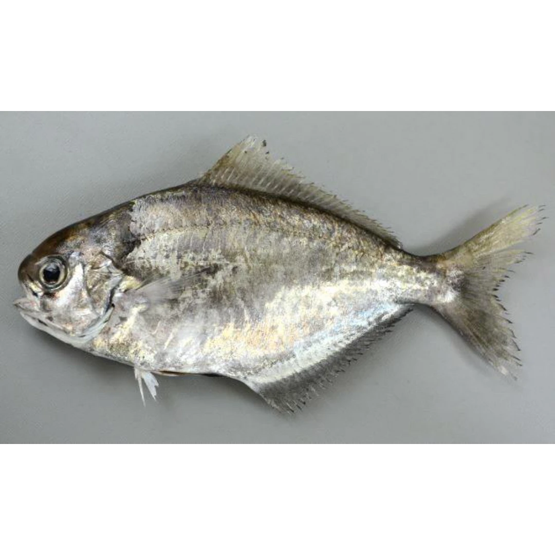 GSK1 EBODAI2 Psenopsis Anomala FRESH WILD JAPANESE BUTTERFISH.png