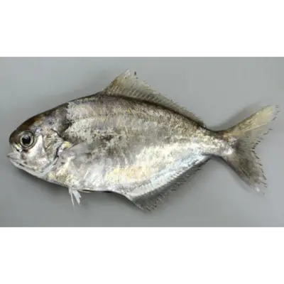GSK1 EBODAI2 Psenopsis Anomala FRESH WILD JAPANESE BUTTERFISH.png