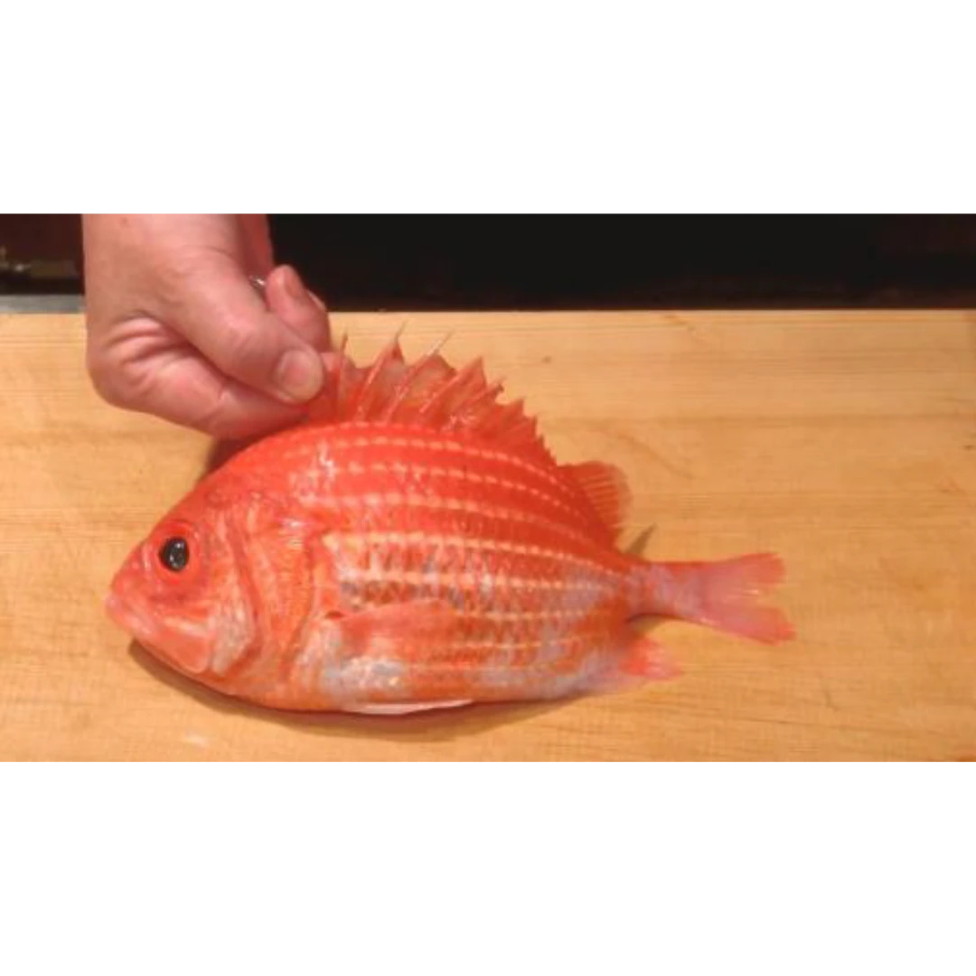 GSK1 EBISUDAI Ostichthys japonicus FRESH JAPANESE SOLDIERFISH.png