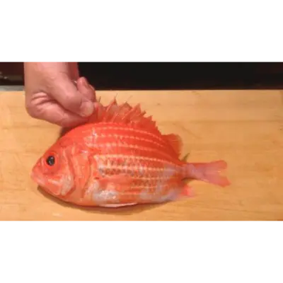GSK1 EBISUDAI Ostichthys japonicus FRESH JAPANESE SOLDIERFISH.png