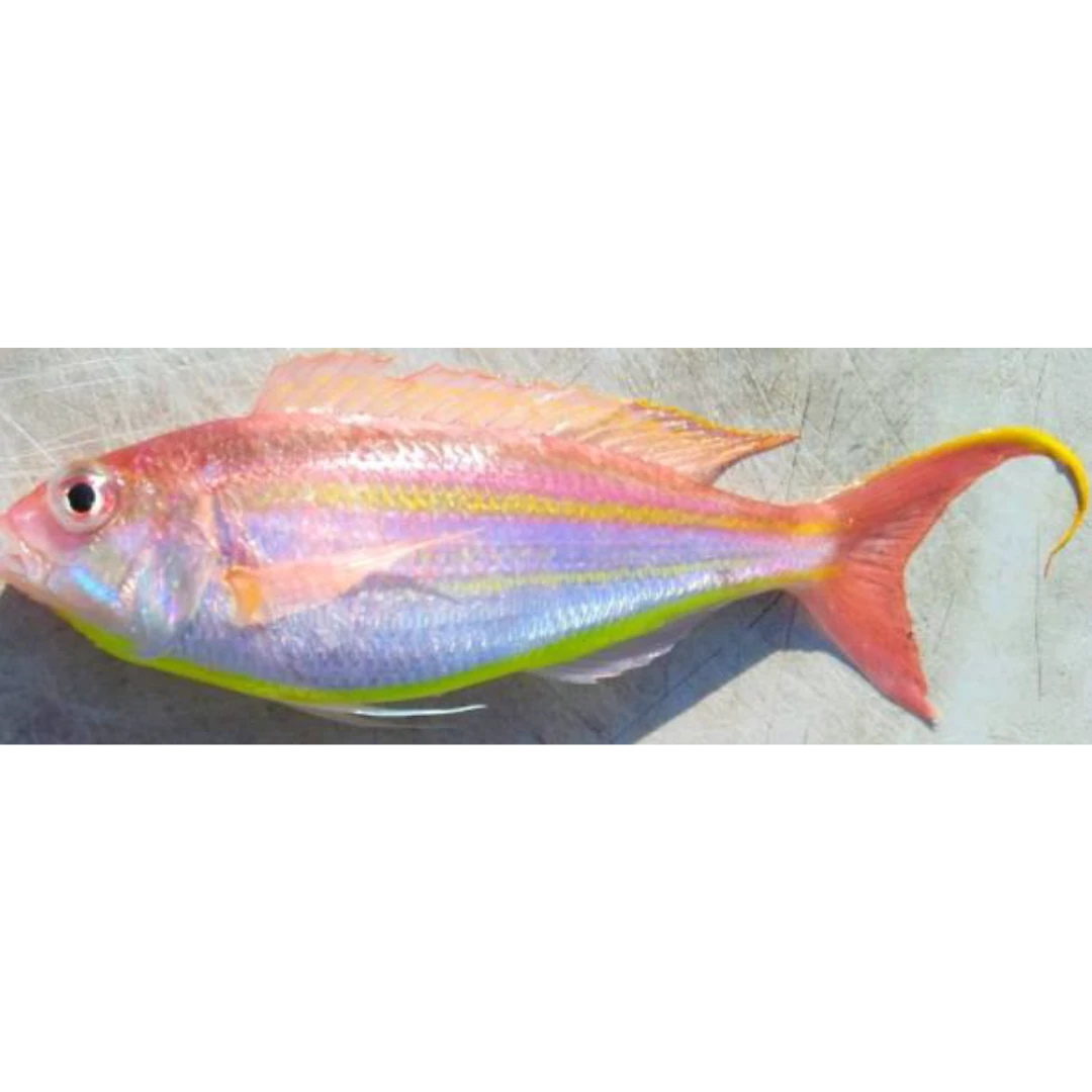 GSK1 ITOYORI  Nemipterus virgatus FRESH WILD BESUGO.png