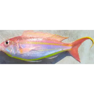GSK1 ITOYORI  Nemipterus virgatus FRESH WILD BESUGO.png