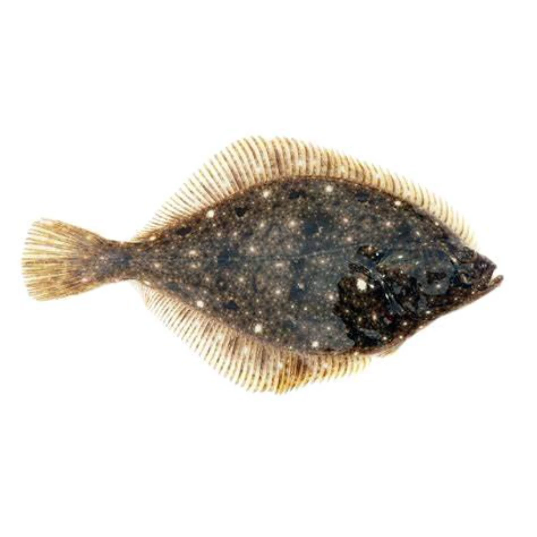 GSK1 ISHIGAREI Platichthys bicoloratus FRESH WILD STONE FLOUNDER.png