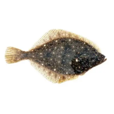 GSK1 ISHIGAREI Platichthys bicoloratus FRESH WILD STONE FLOUNDER.png