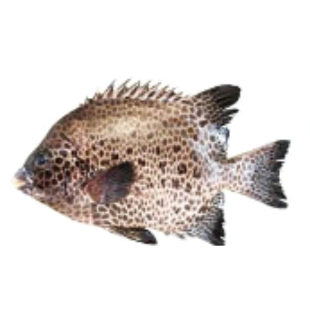 GSK1 ISHIGAKI TAI Oplegnathus punctatus FRESH WILD SPOTTED KNIFEJAW.png