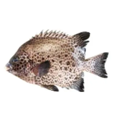 石垣鯛 Ishigaki Tai WHOLE 2.5 LB