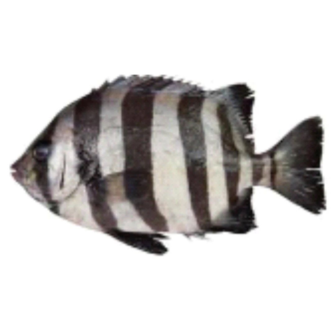 GSK1 ISHIDAI Oplegnathus fasciatus FRESH WILD STRIPED BEAKFISH.png