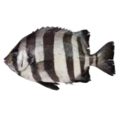 GSK1 ISHIDAI Oplegnathus fasciatus FRESH WILD STRIPED BEAKFISH.png