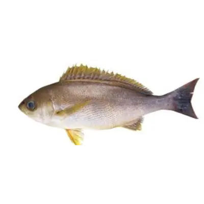 GSK1 ISAKI2 Parapristipoma trilineatum FRESH WILD CHICKEN GRUNT.png