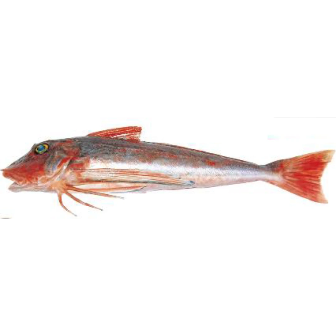 GSK1 HOUBOU Chelidonichthys spinosus FRESH WILD RED GURNARD.png
