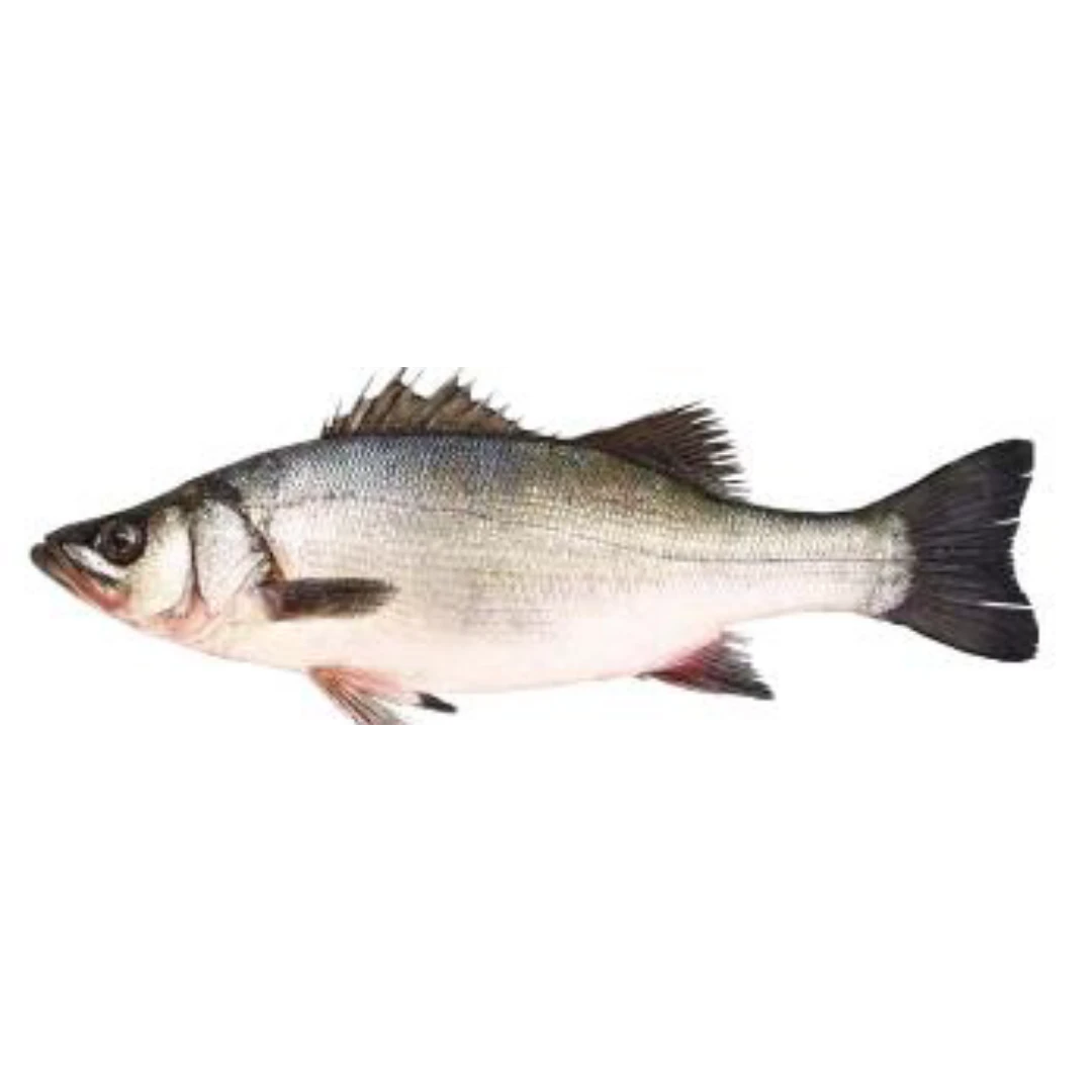 GSK1 HIRA SUZUKI Lateolabrax latus Katayama FRESH WILD BLACKFIN SEABASS.png