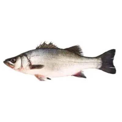 GSK1 HIRA SUZUKI Lateolabrax latus Katayama FRESH WILD BLACKFIN SEABASS.png