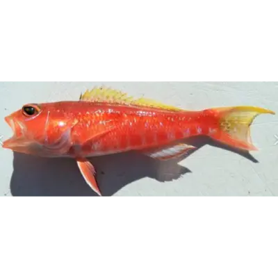 ヒメコダイ Himekodai WHOLE 1.5 LB
